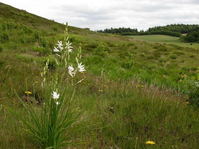 Image of Anthericum