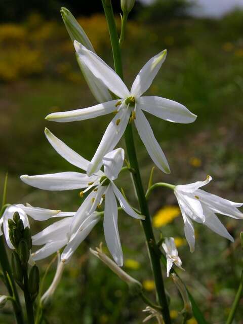 Image of Anthericum