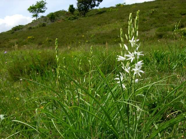 Image of Anthericum