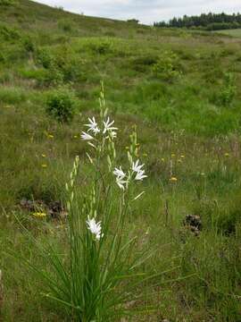 Image of Anthericum