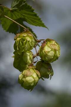 Image of hop