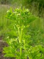 Image of celery