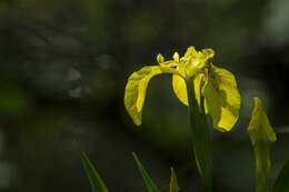 Image of iris