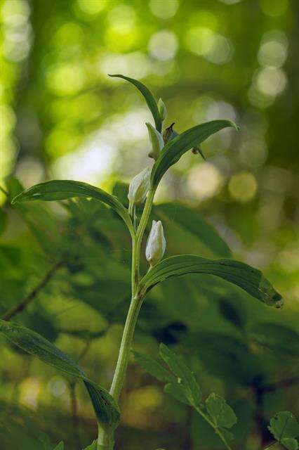 Image of cephalanthera