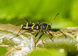 Image of Clytus