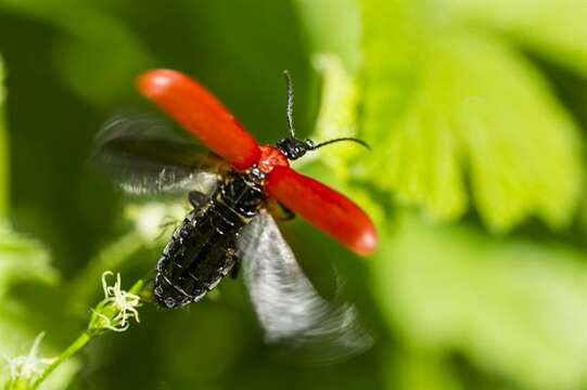 Слика од <i>Pyrochroa coccinea</i>