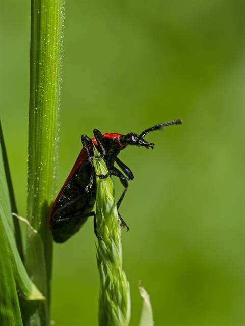 Слика од <i>Pyrochroa coccinea</i>