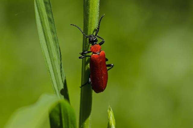 Слика од <i>Pyrochroa coccinea</i>