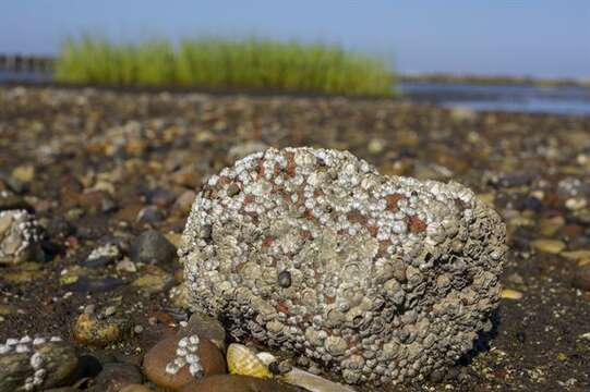 Image of barnacle