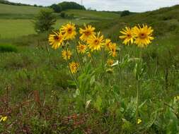 Arnica resmi