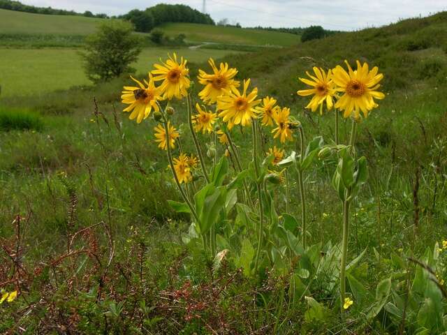 Image of arnica