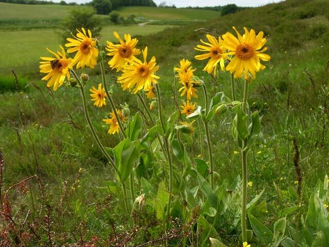 Imagem de Arnica