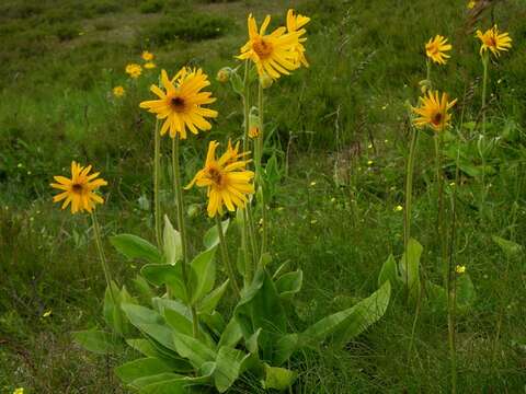 Image of arnica