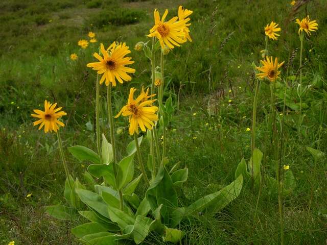 Arnica resmi