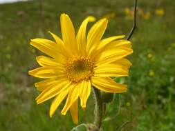 Arnica resmi