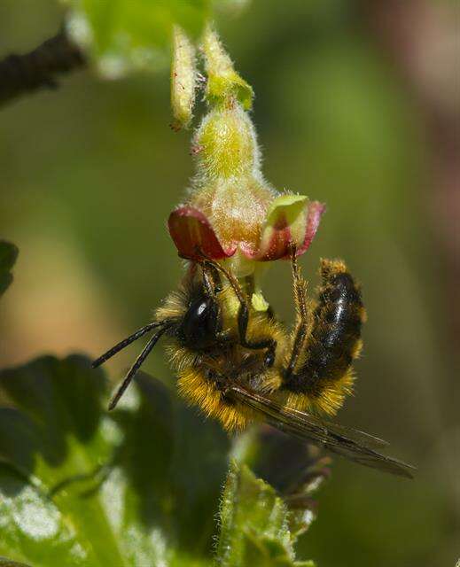 Image of digger bees