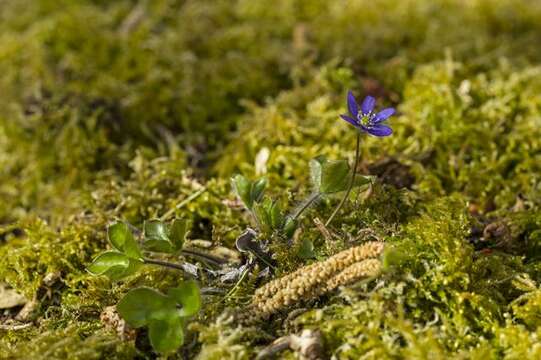 Image of hepatica