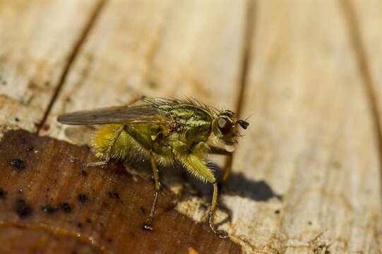 Image of dung-flies