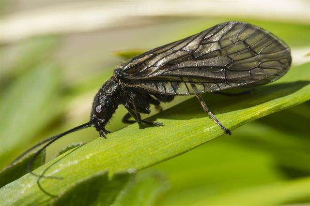 Image of alderflies