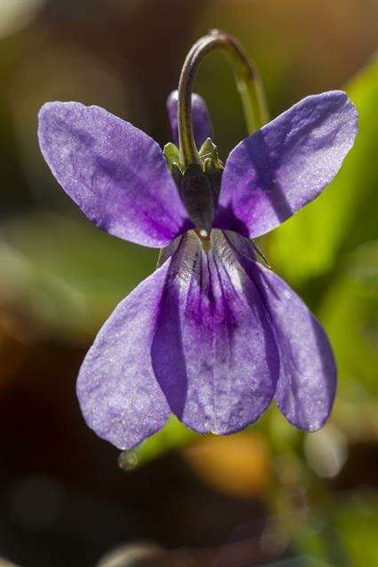 Слика од Viola reichenbachiana Jord. ex Boreau