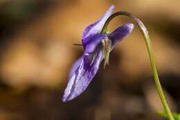 Image of early dog-violet