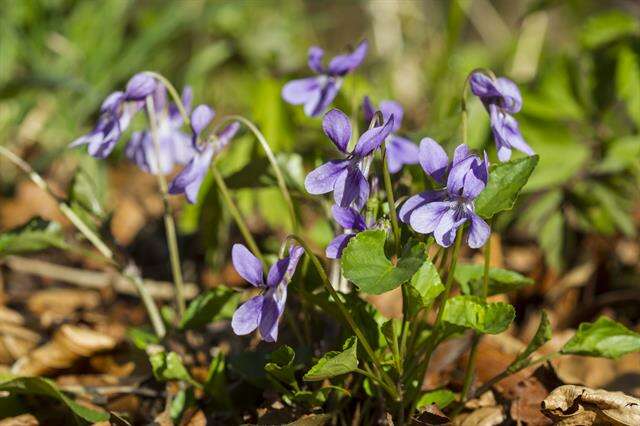 Image of early dog-violet