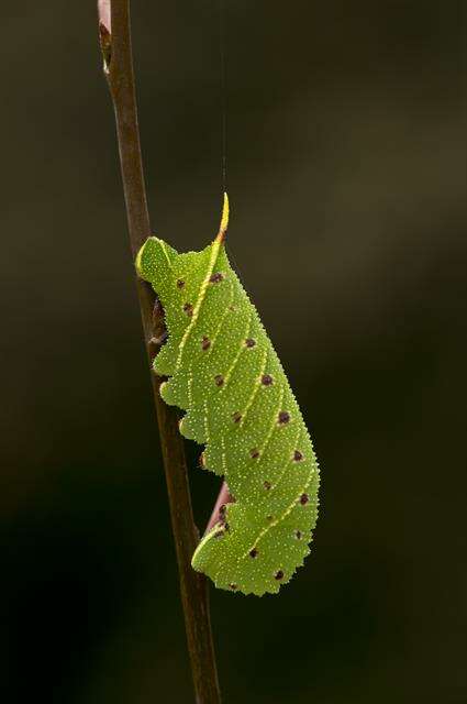 Image of Smerinthus Latreille (1802)