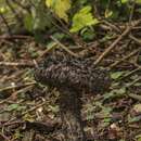 Image of Strobilomyces strobilaceus (Scop.) Berk. 1851