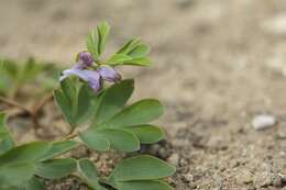 Image de Corydalis intermedia (L.) Merat