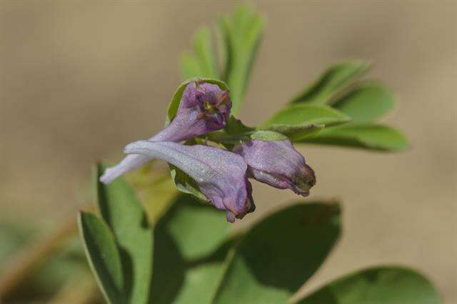 Image de Corydalis intermedia (L.) Merat