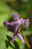 Image de Corydalis intermedia (L.) Merat