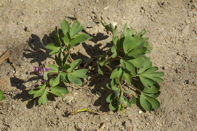 Image de Corydalis intermedia (L.) Merat