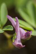 Image de Corydalis intermedia (L.) Merat