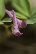 Image de Corydalis intermedia (L.) Merat