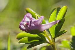 Image de Corydalis intermedia (L.) Merat