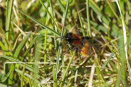 Image of digger bees