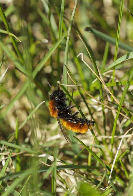 Image of digger bees