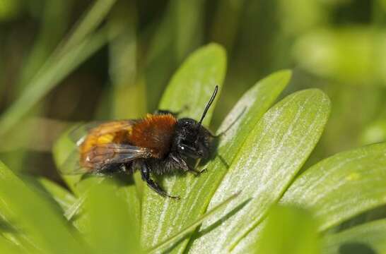 Plancia ëd Andrena Fabricius 1775