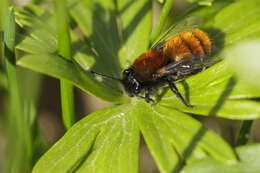 Image of digger bees