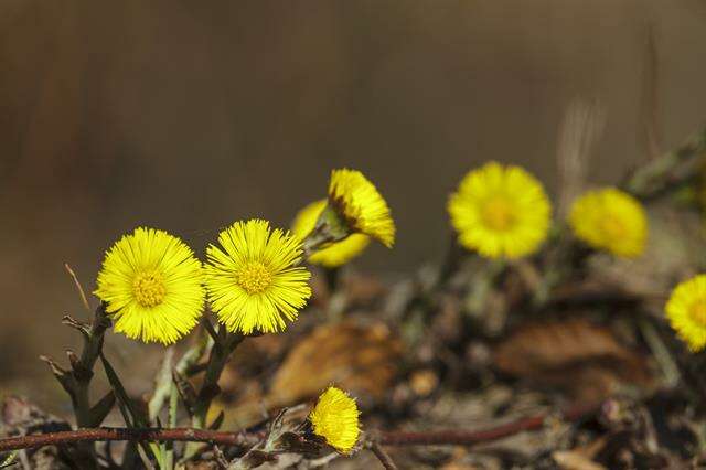 Plancia ëd Tussilago