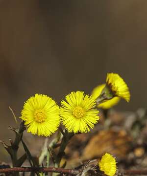 Plancia ëd Tussilago