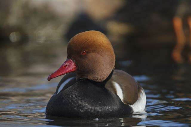 Image of Dabbling Pochards