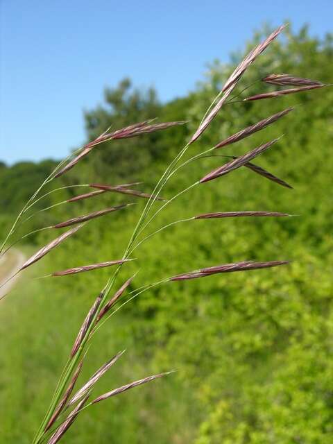 Image of brome