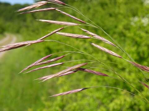 Imagem de Bromus