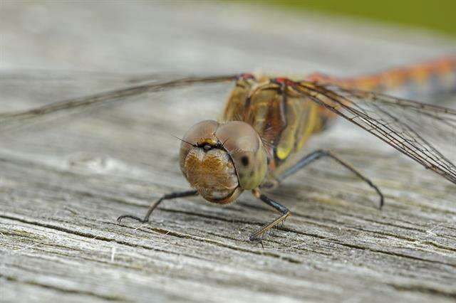 Image of Sympetrum Newman 1833