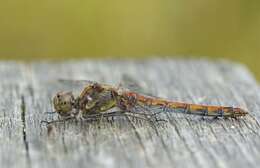 Image of Sympetrum Newman 1833