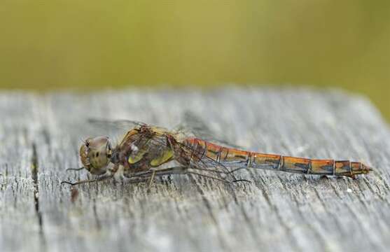 Image of Sympetrum Newman 1833