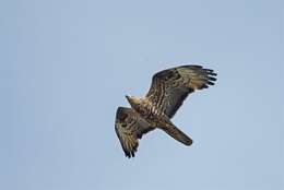 Image of Barred honey buzzard