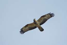 Image of Barred honey buzzard