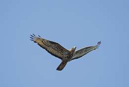 Image of Barred honey buzzard